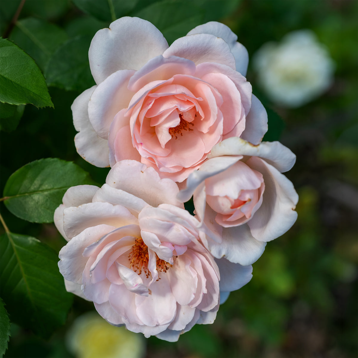 Roos Clair™ 'Renaissance'® - Rosa clair™renaissance ® - Willemse