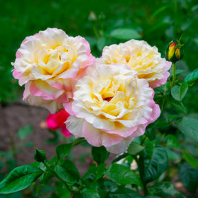 Roos 'Mme A. Meiland' - Rosa mme a. meilland - Willemse