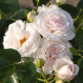 Roos 'Aspirin Rose'® - Rosa Aspirin Rose ® - Willemse
