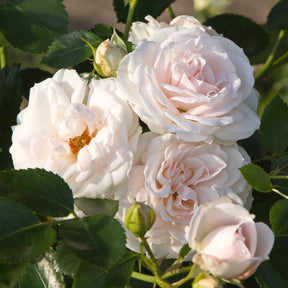 Roos 'Aspirin Rose'® - Rosa Aspirin Rose ® - Willemse