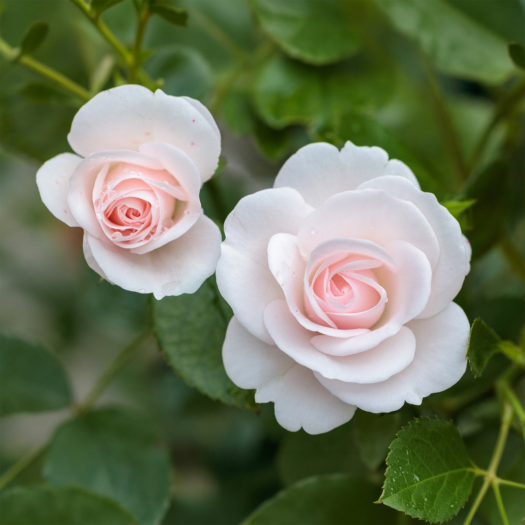Roos 'Aspirin Rose'® - Willemse