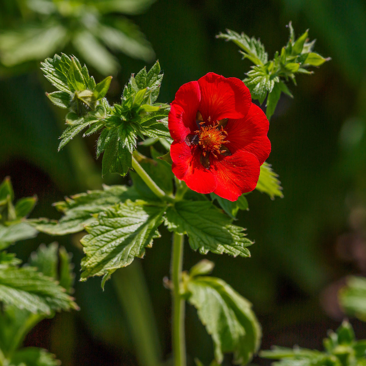 Rode ganzerik - Potentilla atrosanguinea - Willemse