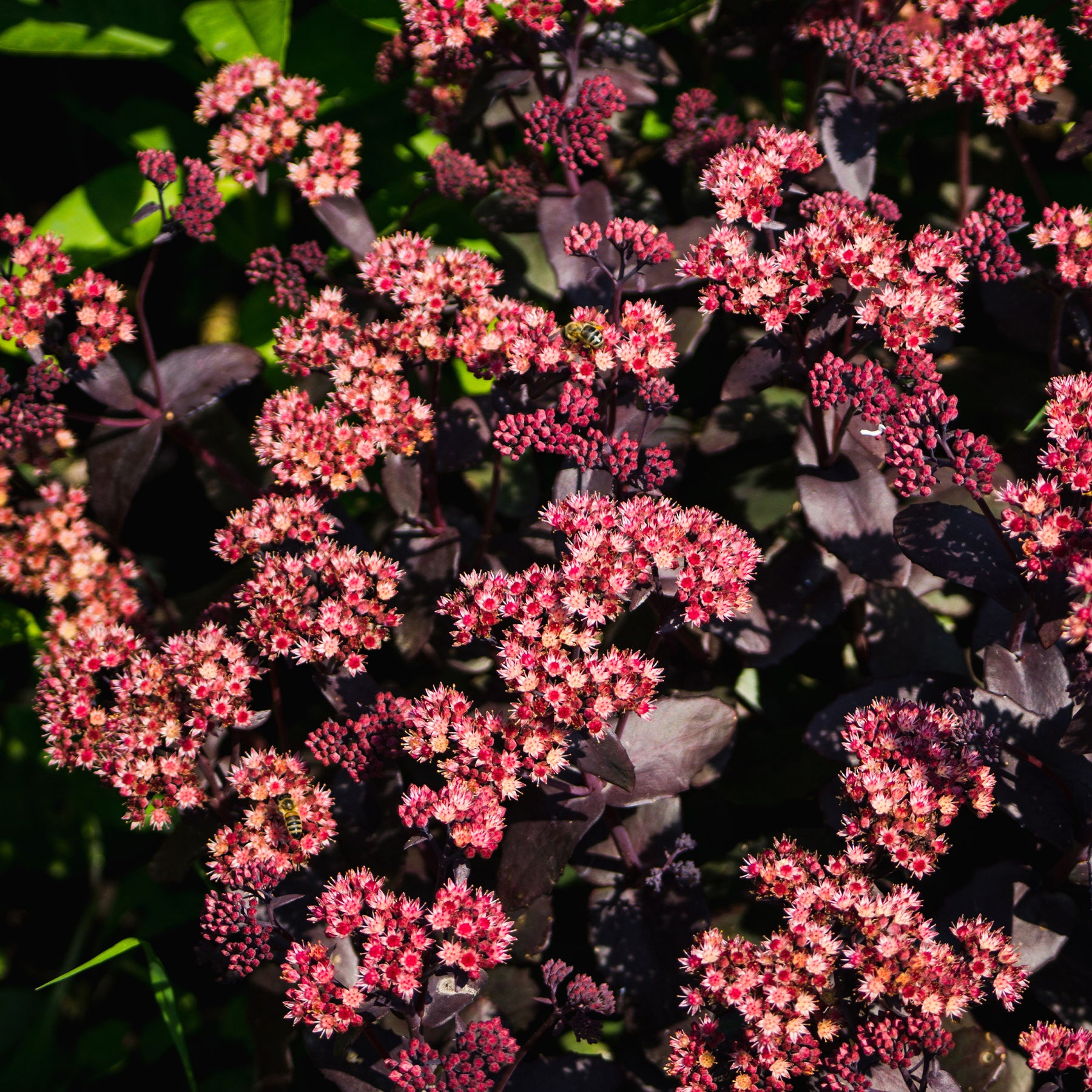 Sedum - Vetkruid - Sedum 'Chocolate Cherry' / Vetkruid - Sedum 'chocolate cherry'
