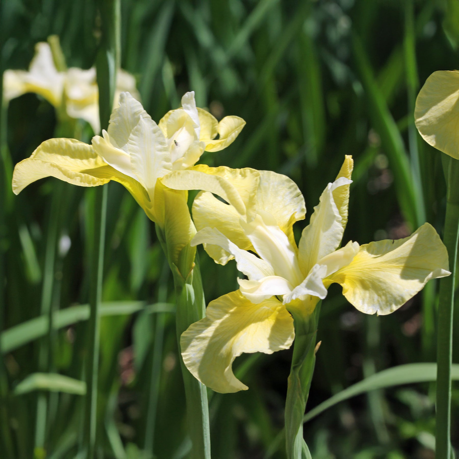 Siberische iris 'Butter and Sugar' - Willemse