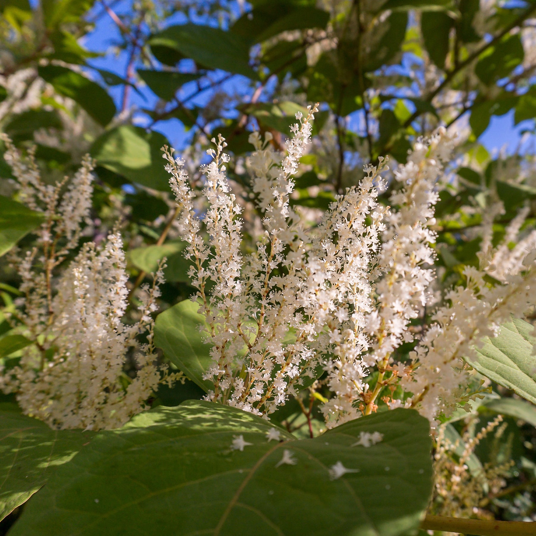 Bloemwilg - Itea virginica Henry's Garnet - Willemse