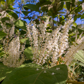 Bloemwilg - Itea virginica Henry's Garnet - Willemse