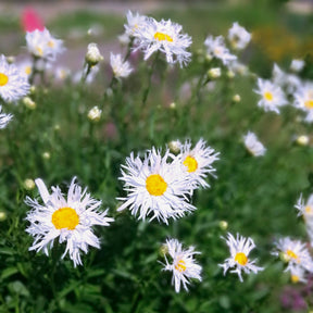 Leucanthemum x superbum old court - Margriet 'Old Court' (x3) - Leucanthemum - Margriet