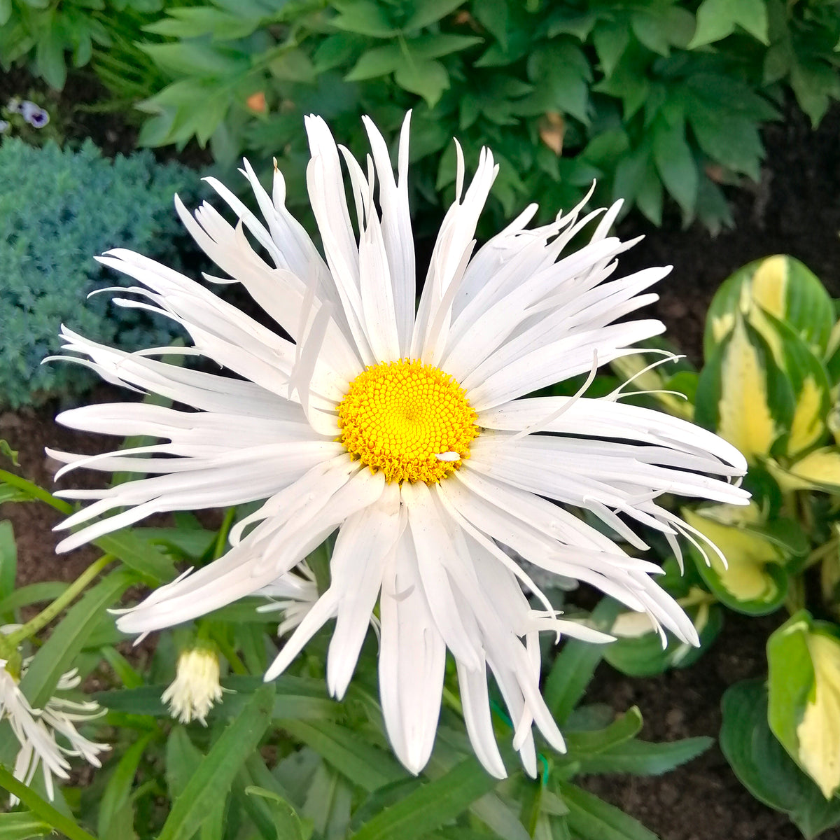 Margriet 'Old Court' (x3) - Willemse