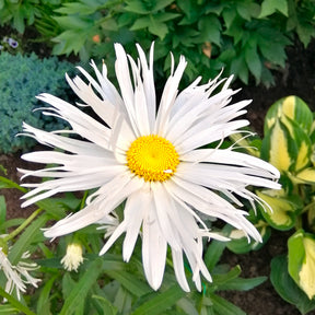 Margriet 'Old Court' (x3) - Willemse