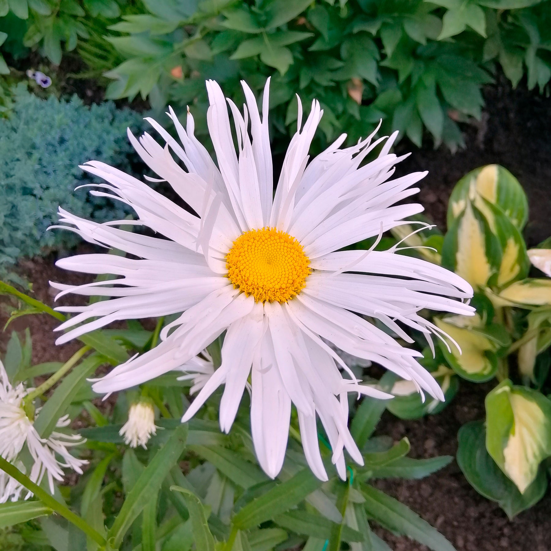 Margriet 'Sweet Daisy Rebecca' - Willemse