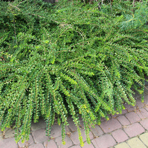 Struikkamperfoelie - Lonicera pileata - Willemse