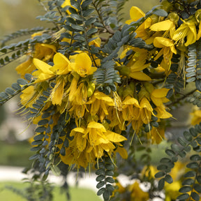 Honingboom - Willemse