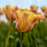 Tulipa 'apricot foxx' - Tulpen Triomphe Apricot Foxx - Tulpen