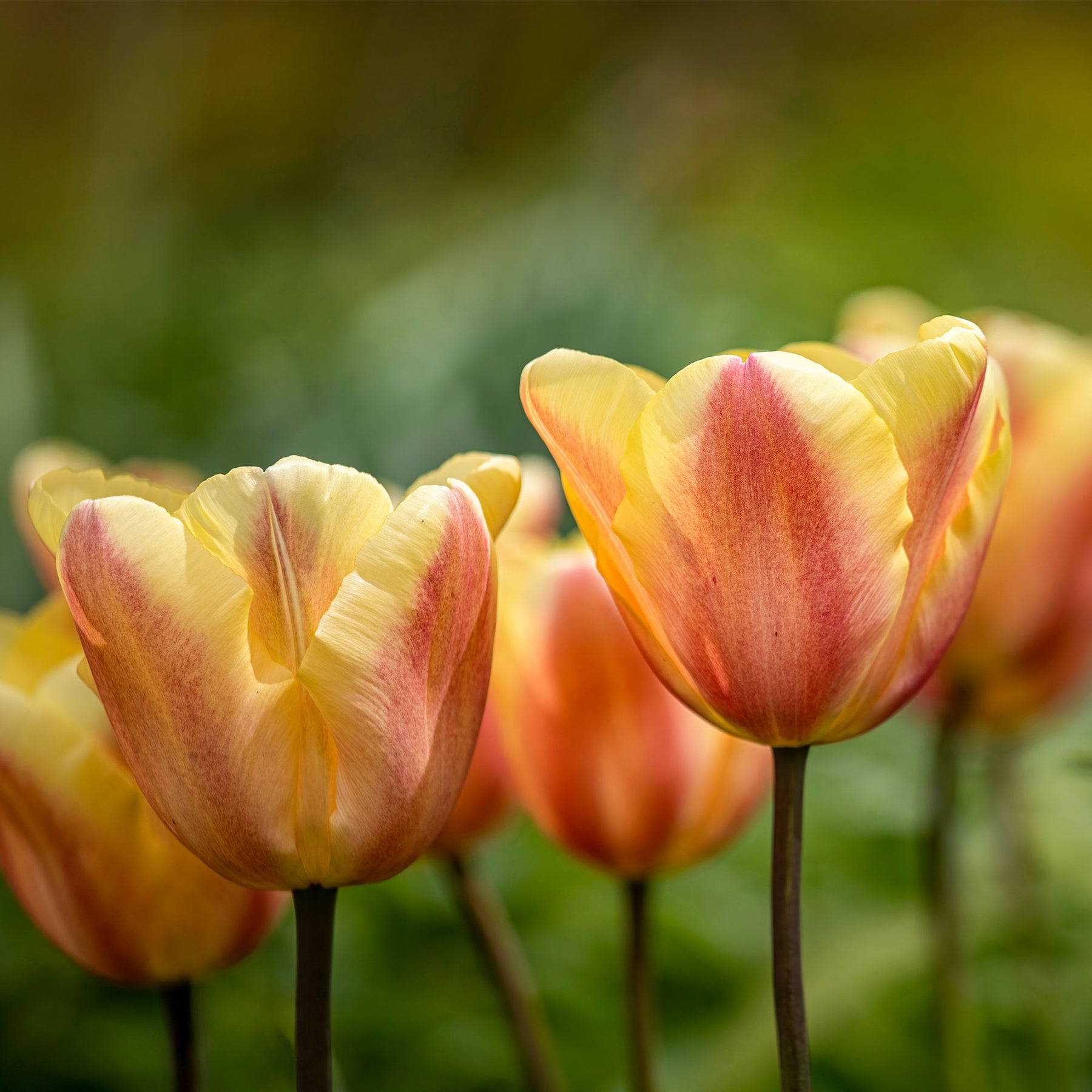 Tulpen Triomphe Apricot Foxx - Willemse