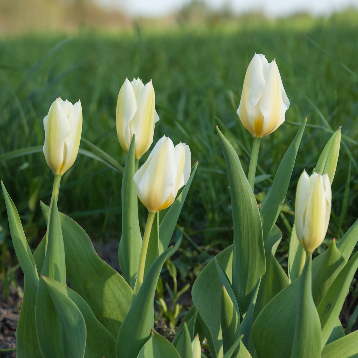 Tulpen Fosteriana Purissima - Tulpen - Willemse