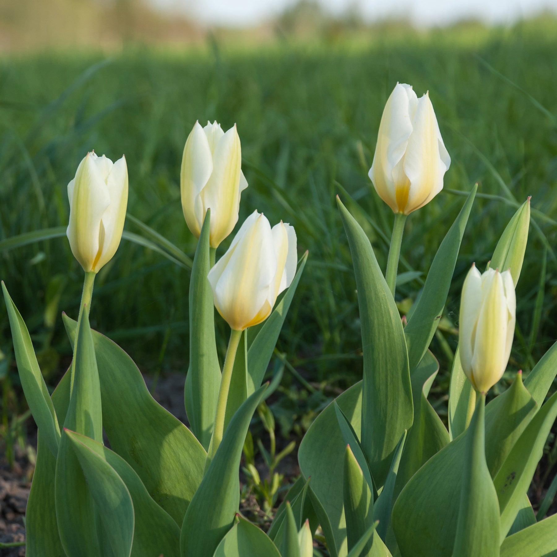 Tulpen Fosteriana Purissima - Tulpen - Willemse