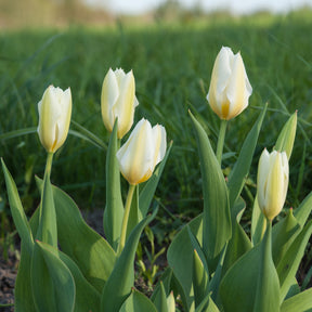 Tulpen Fosteriana Purissima - Tulpen - Willemse