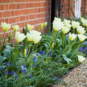 Tulipa 'purissima' - Tulpen Fosteriana Purissima - Tulpen