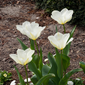 Verkoop Tulpen Fosteriana Purissima - Tulipa 'purissima'
