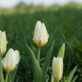 Tulpen Fosteriana Purissima - Tulipa 'purissima' - Willemse