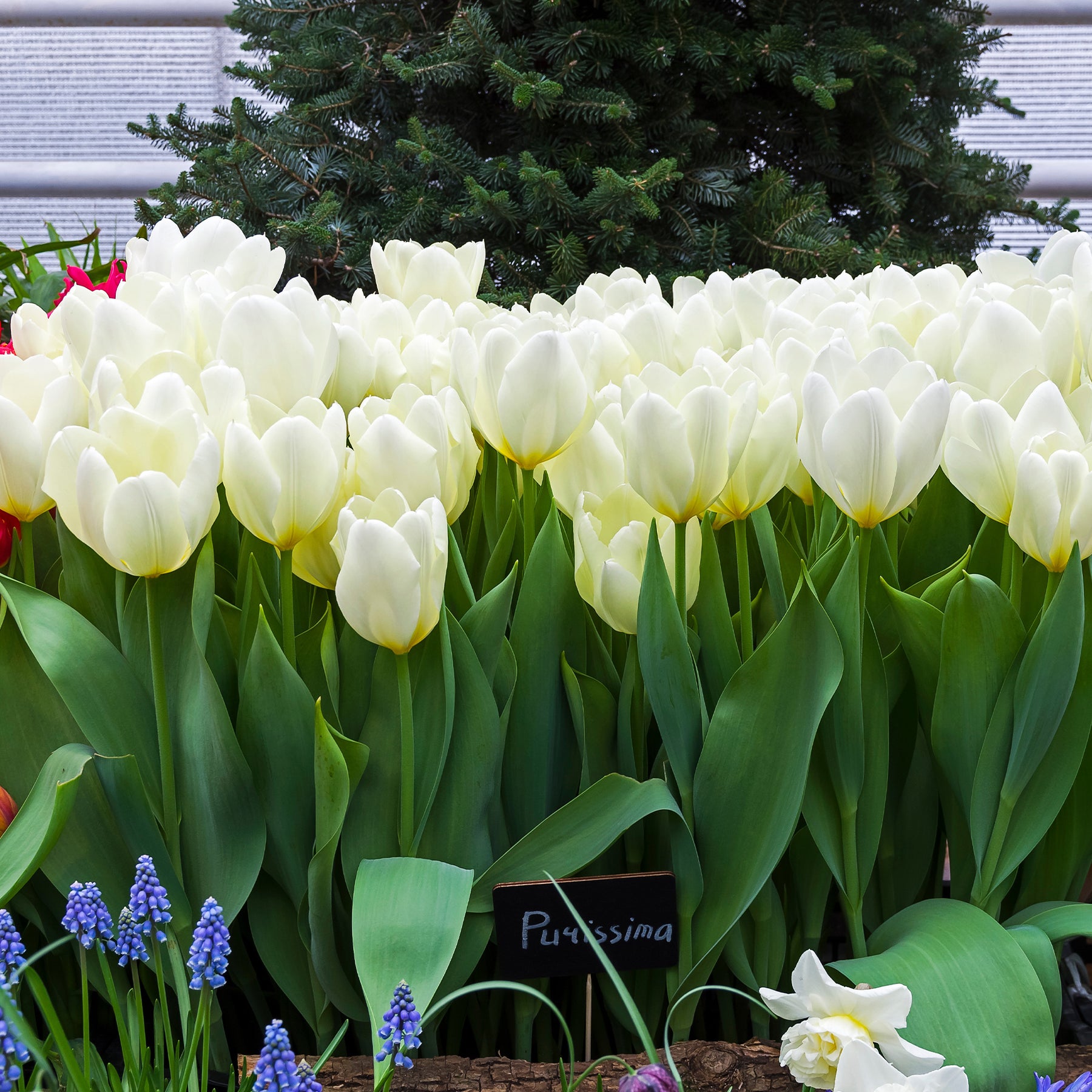 Verkoop Tulpen Fosteriana Purissima
