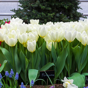 Verkoop Tulpen Fosteriana Purissima