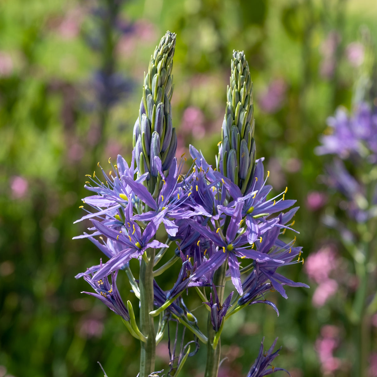 Blauwe Leichtlins camassia's - Camassia leichtlinii suksdorfii - Willemse