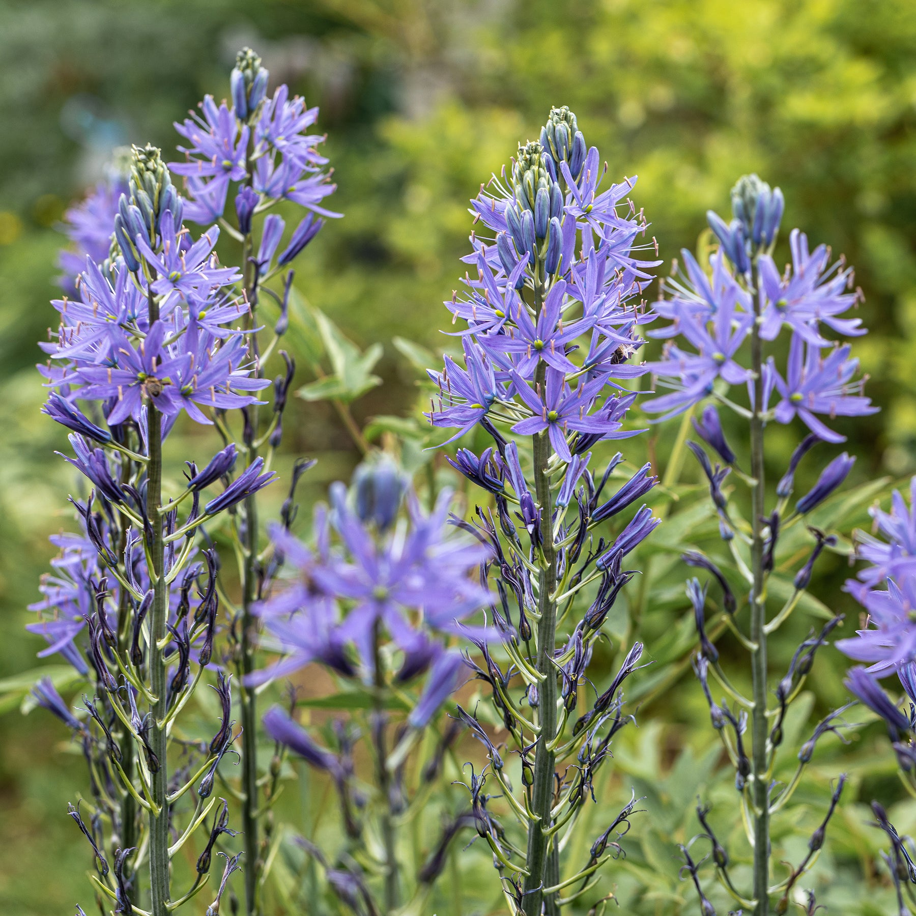 Camassia leichtlinii suksdorfii - Blauwe Leichtlins camassia's - Voorjaarsbloeiers