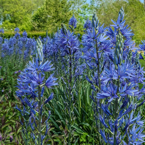 Verkoop Blauwe Leichtlins camassia's - Camassia leichtlinii suksdorfii