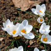 Crocussen Ard Schenk - Crocus Ard Schenk - Willemse