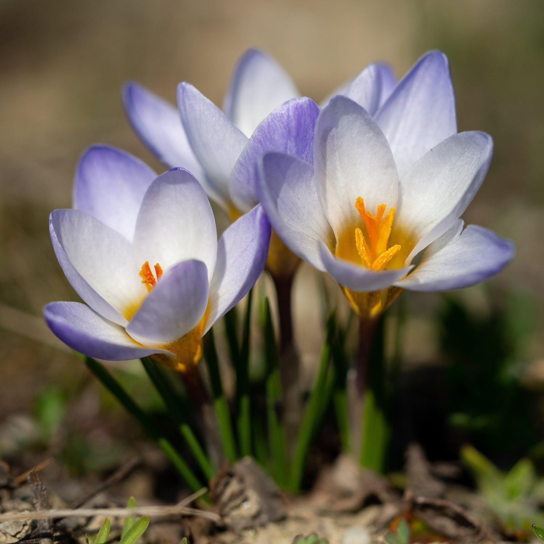 Crocussen Blue Pearl - Willemse