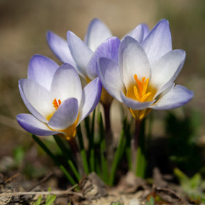 Crocussen Blue Pearl - Willemse