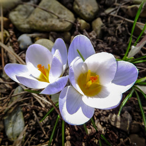 Crocus biflorus 'Blue Pearl' - Crocussen Blue Pearl - Krokus