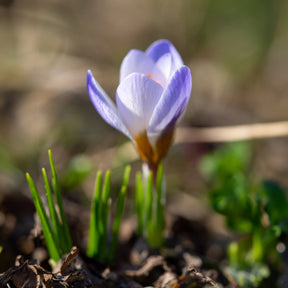 Krokus - Crocussen Blue Pearl - Crocus biflorus 'Blue Pearl'
