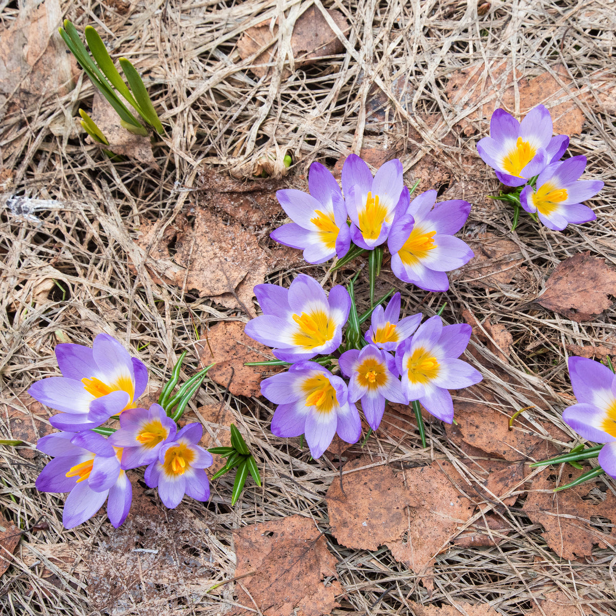 Prachtige Crocussen Tricolor - Willemse