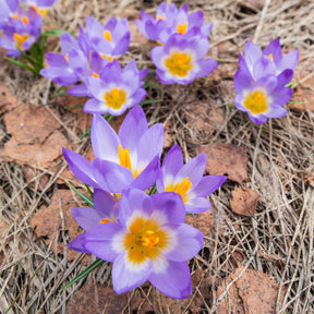 Prachtige Crocussen Tricolor - Crocus nivalis 'tricolor' - Willemse