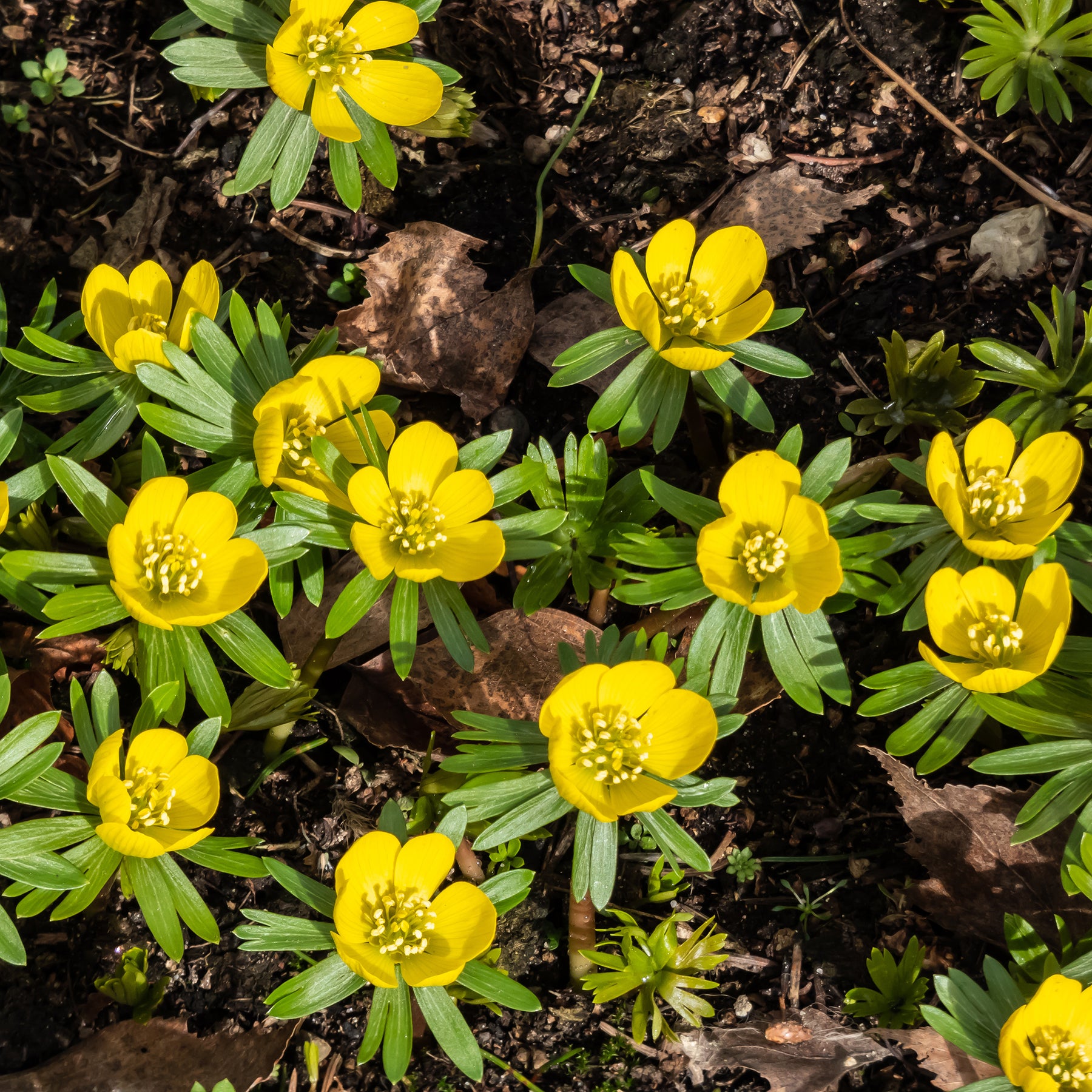 Helleborussen - Eranthis hyemalis - Willemse