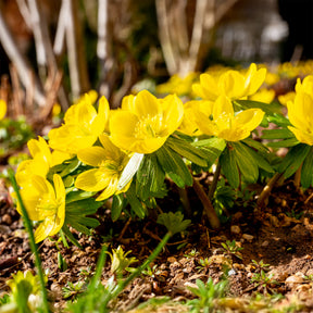 Helleborussen - Willemse