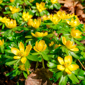 Verkoop Helleborussen