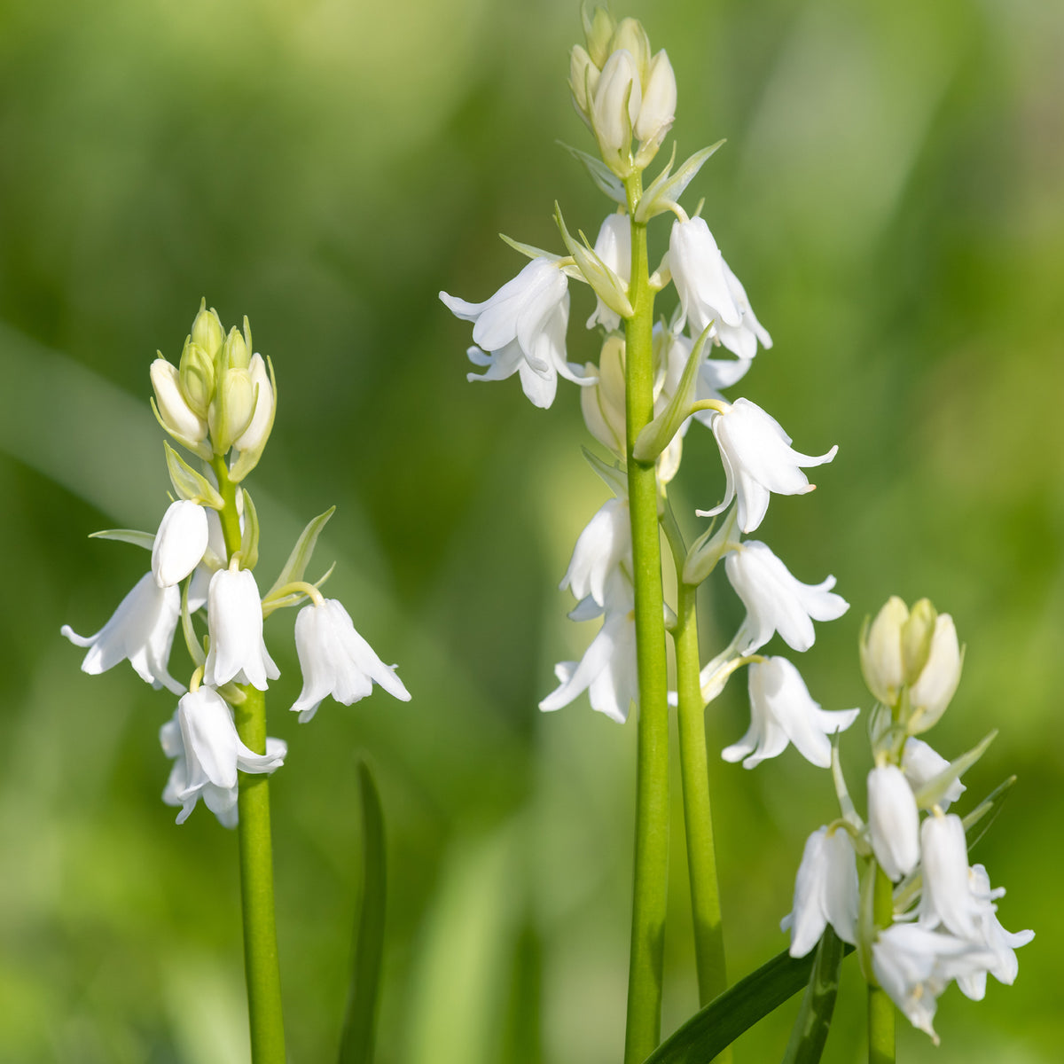 Witte Spaanse hyacinten - Hyacinthoides 'hispanica white' - Willemse