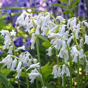 Hyacinthoides 'hispanica white' - Witte Spaanse hyacinten - Hyacint