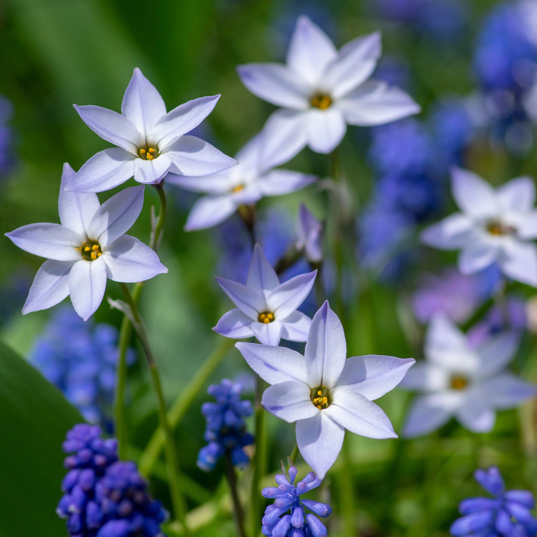 Verkoop Wisley Blue Lentesterren - Ipheion uniflorum 'wisley blue'