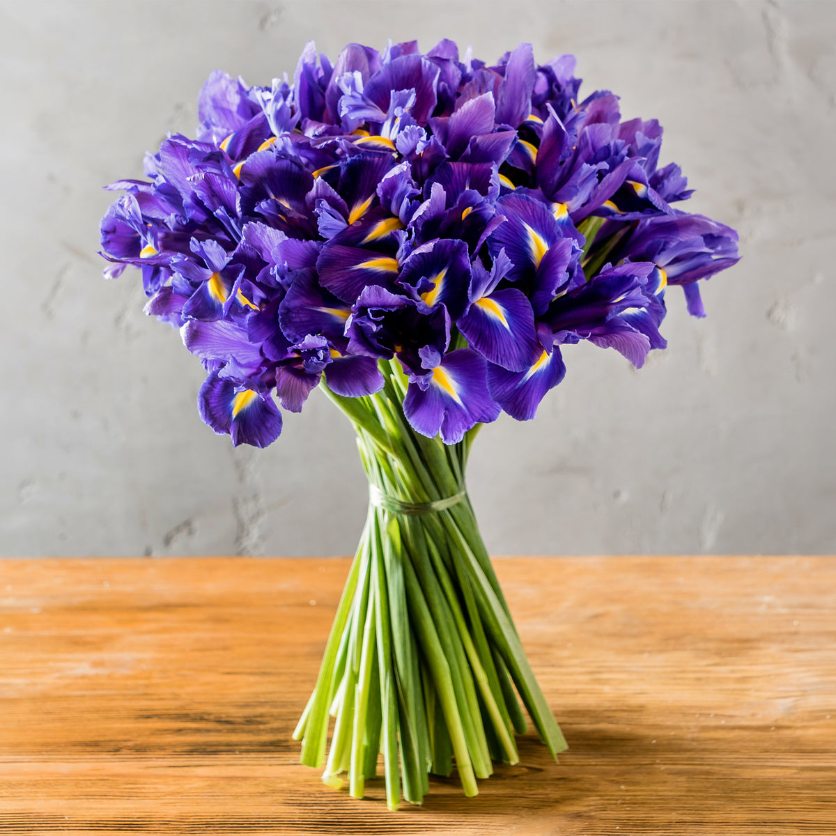 Hollandse Iris Purple Sensation - Iris 'Purple Sensation' - Willemse