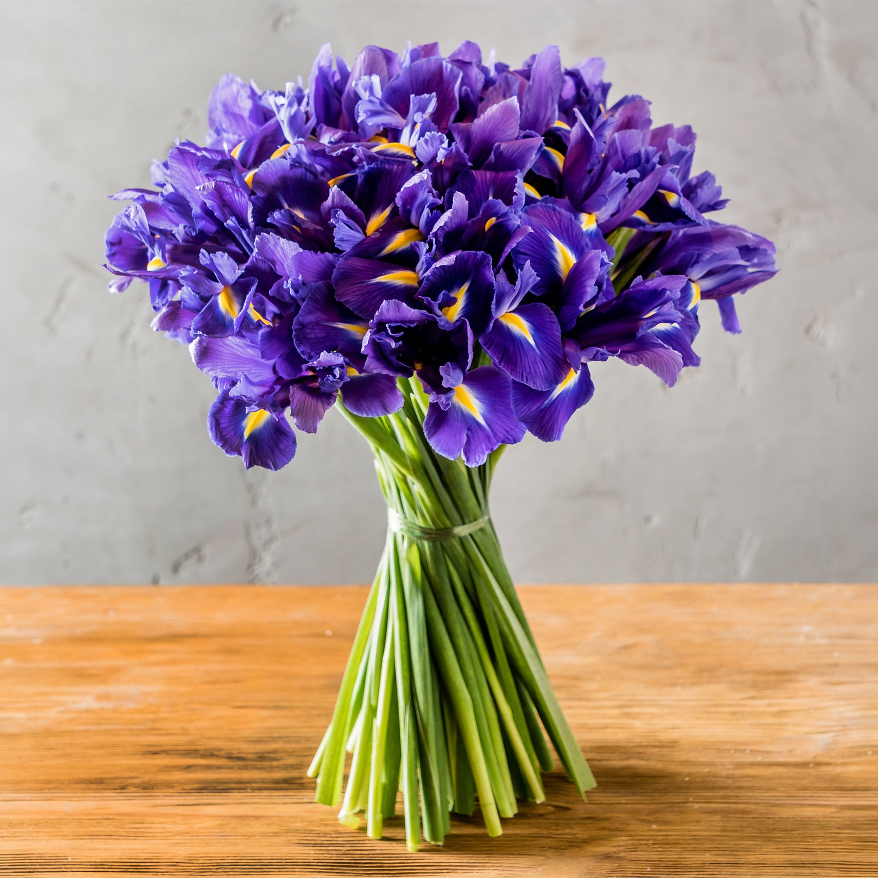 Hollandse Iris Purple Sensation - Iris 'Purple Sensation' - Willemse