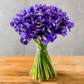 Hollandse Iris Purple Sensation - Iris 'Purple Sensation' - Willemse