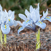 Iris reticulata katharina hodgkin - Reticulata Iris Katherine Hodgkin (x10) - Iris