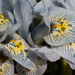 Reticulata Iris Katherine Hodgkin (x10) - Iris reticulata katharina hodgkin - Willemse