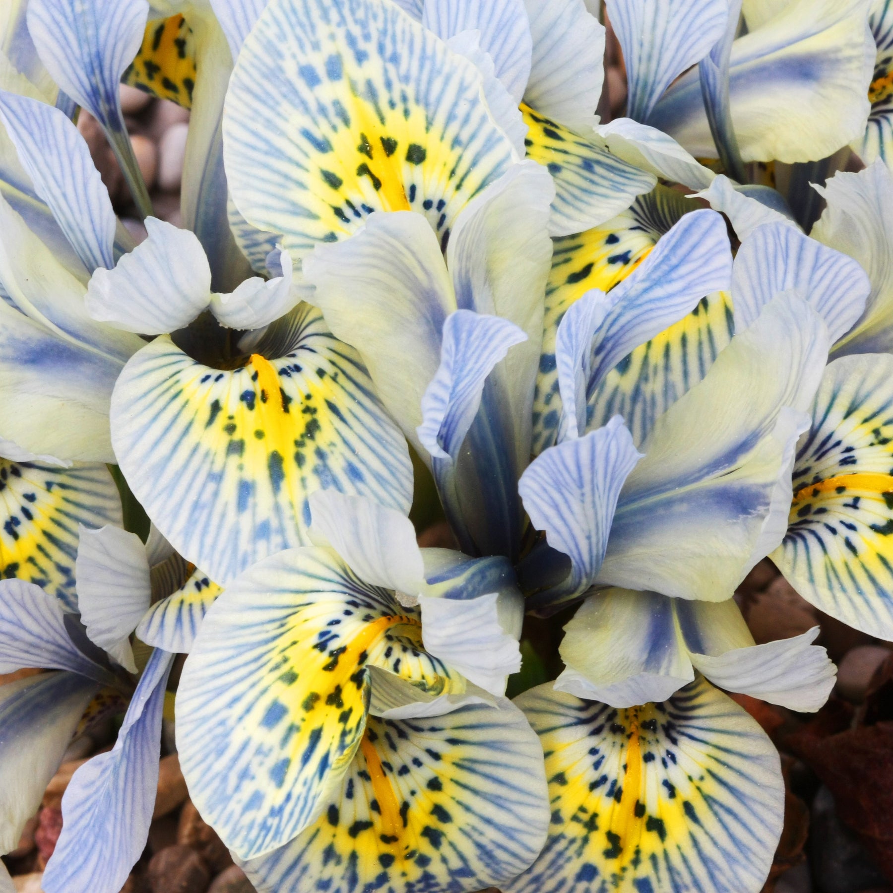 Reticulata Iris Katherine Hodgkin (x10) - Willemse
