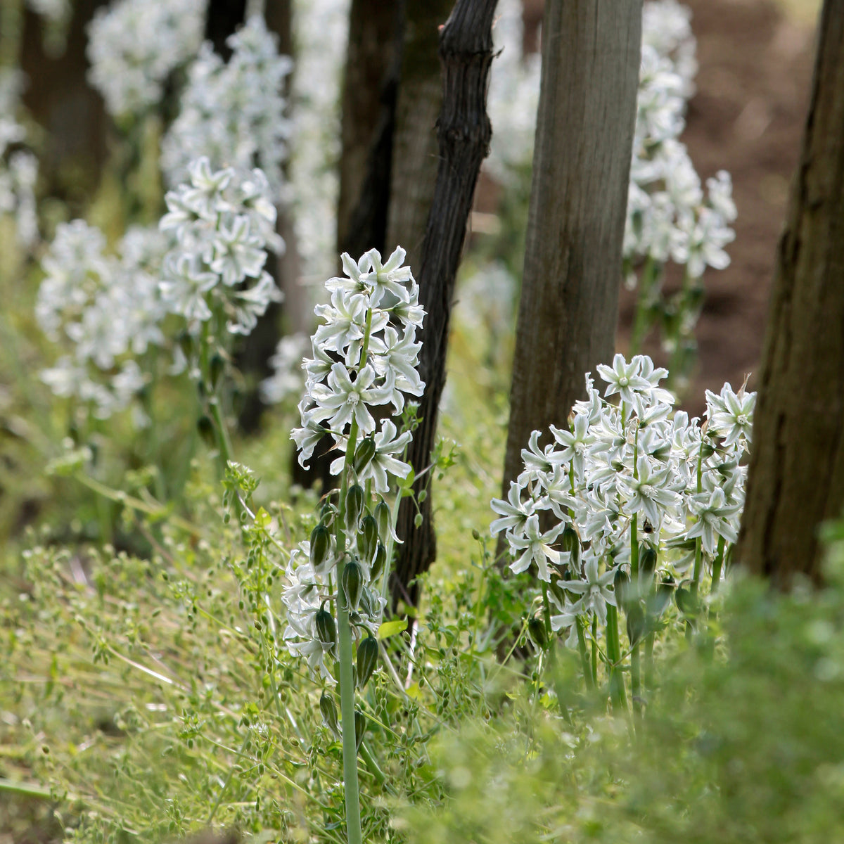 Kaapse Vogelmelk - Ornithogalum Saundersiae - Willemse