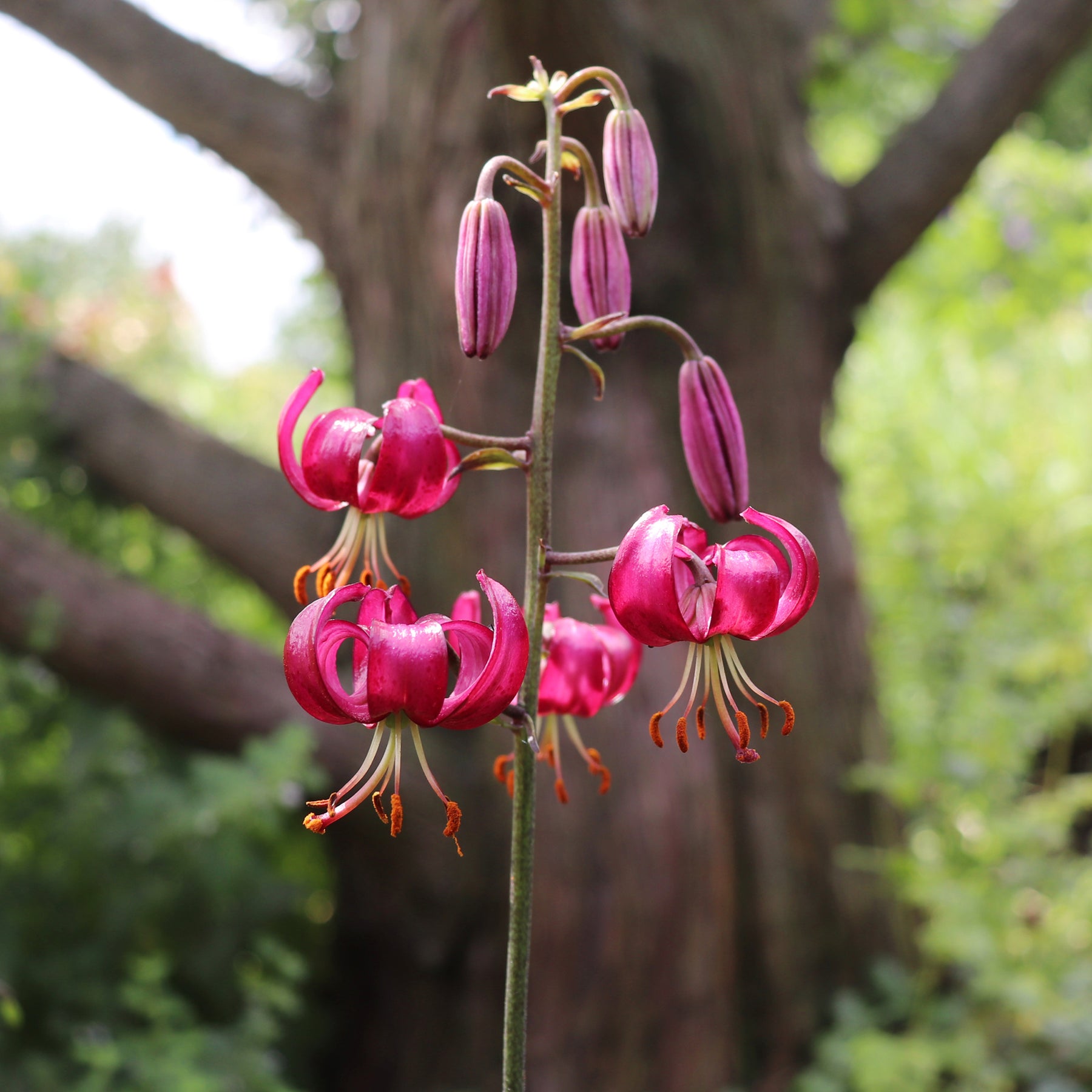 Turkse lelie Claude Shride - Lilium Claude Shride - Willemse
